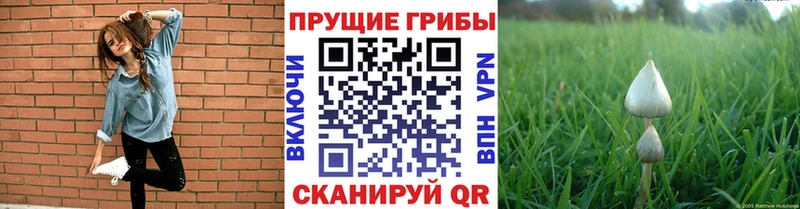 закладка mega вход Псилоцибиновые грибы Psilocybine cubensis Ужур